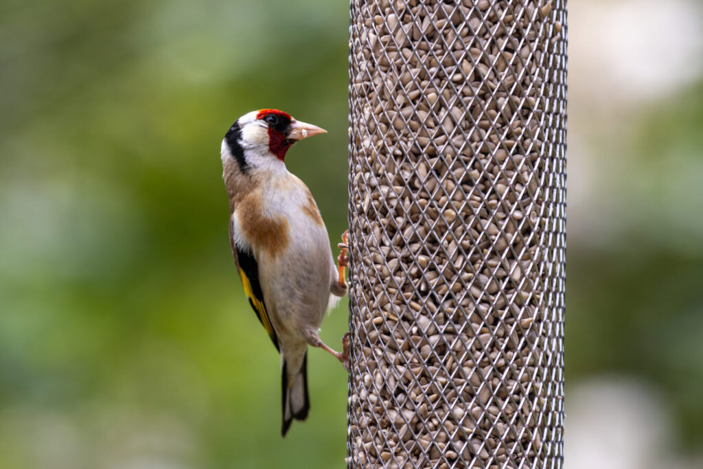 Ein Vogel frisst an einer Futtersäule – Hochwertiges Wildvogelfutter für das ganze Jahr.